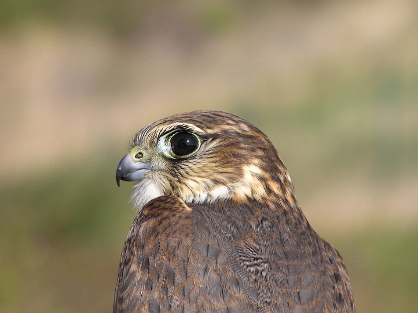 Merlin, Sundre 20040917